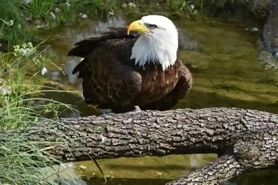 American Bald Eagle, Houston, TX 2021